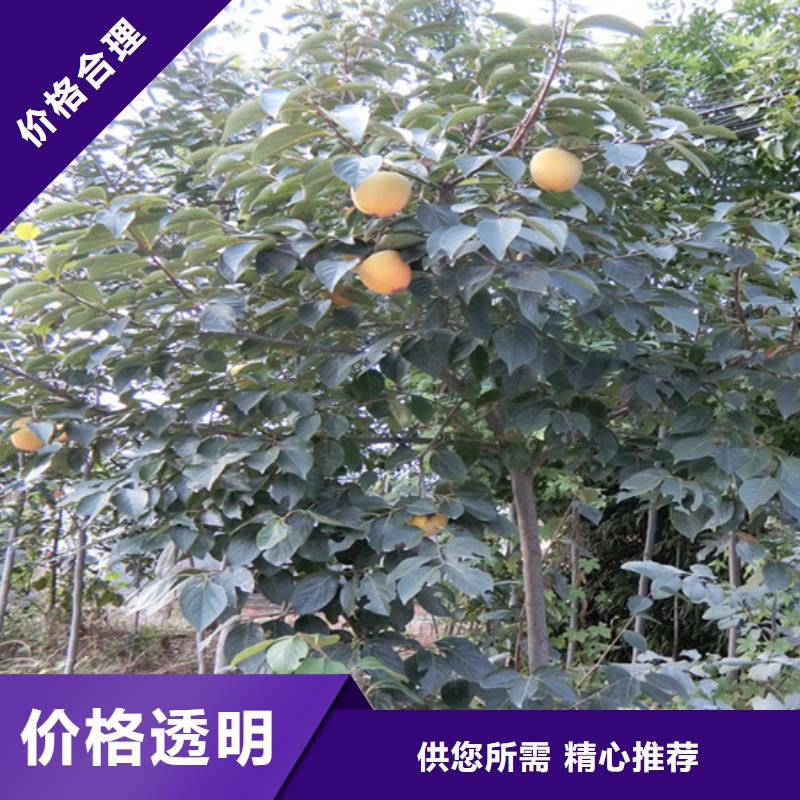 柿子石榴树多行业适用