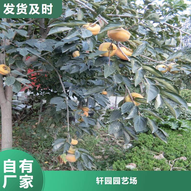 柿子石榴树种类丰富