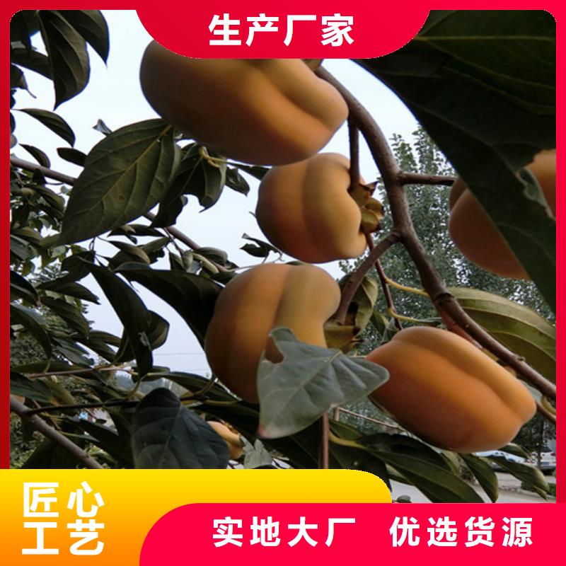 柿子-西瓜番石榴苗放心得选择