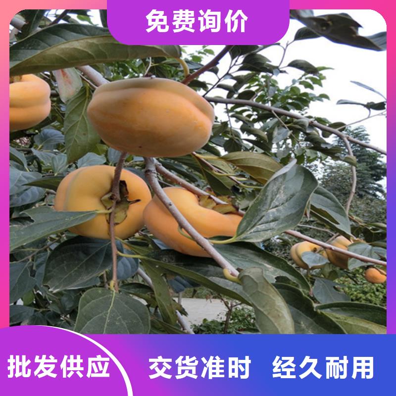 柿子_樱桃苗安心购