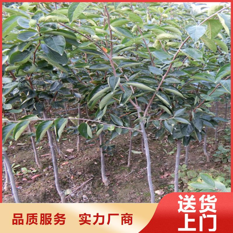 【柿子西瓜苗规格齐全实力厂家】