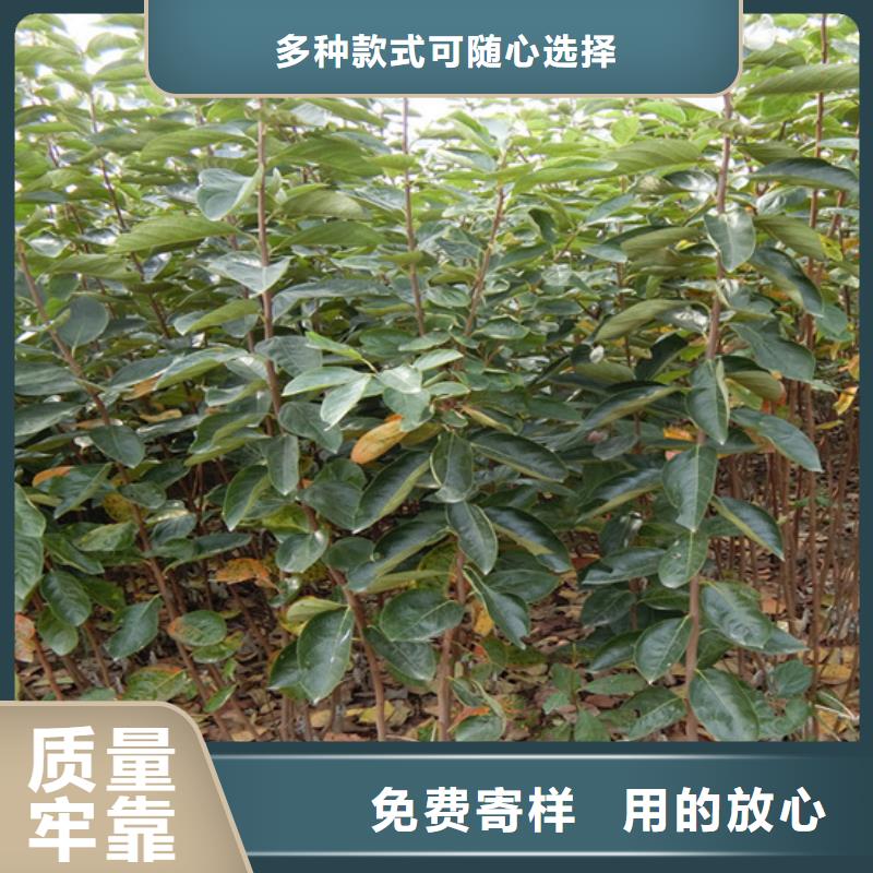 柿子3公分石榴苗现货供应