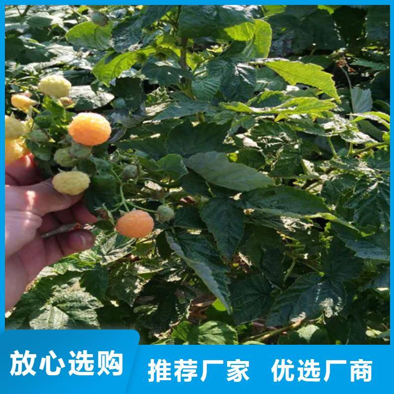 【树莓梨树苗商家】