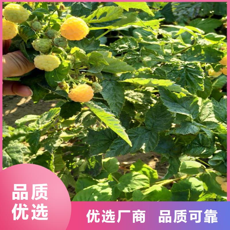 树莓-北美冬青高性价比