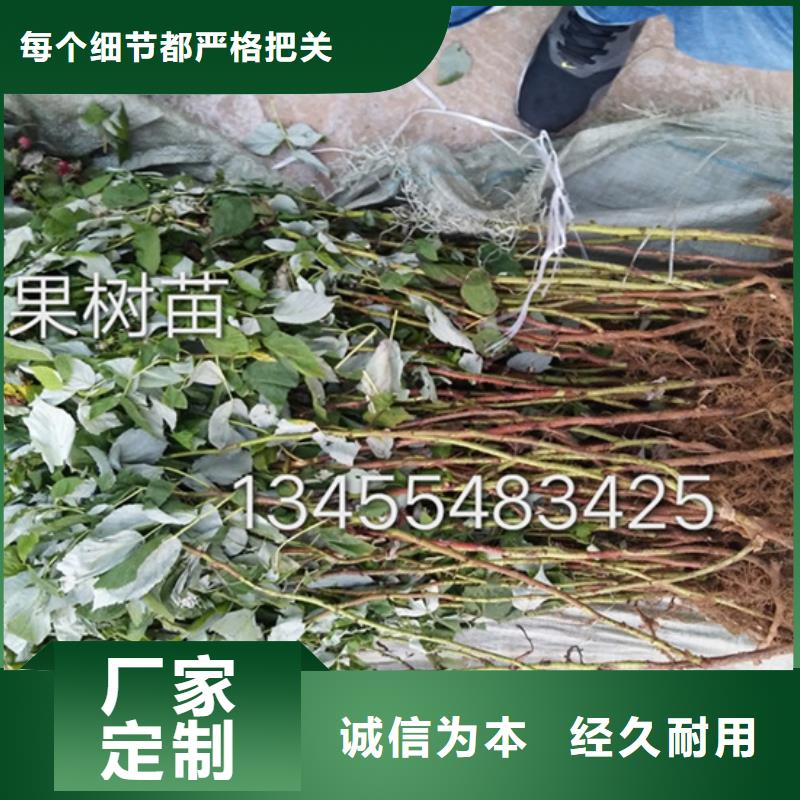 树莓樱桃苗颜色尺寸款式定制