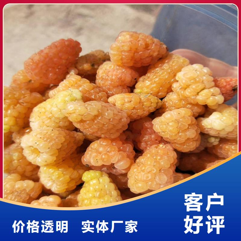 树莓板栗苗实力工厂