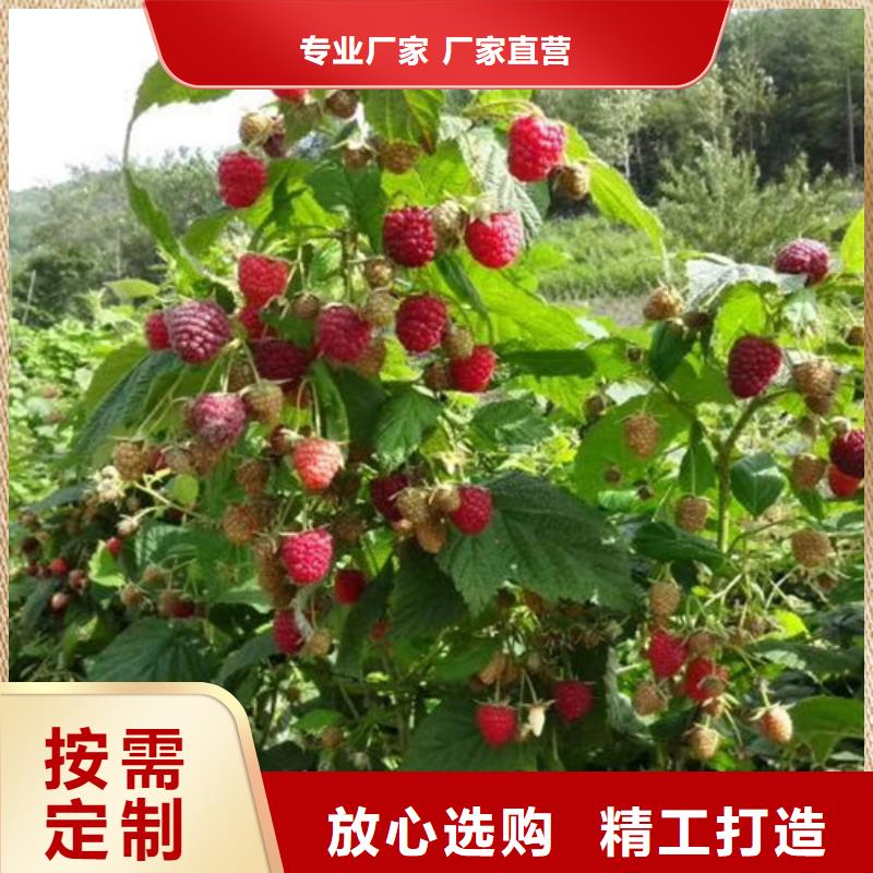 树莓,西瓜番石榴苗好品质选我们
