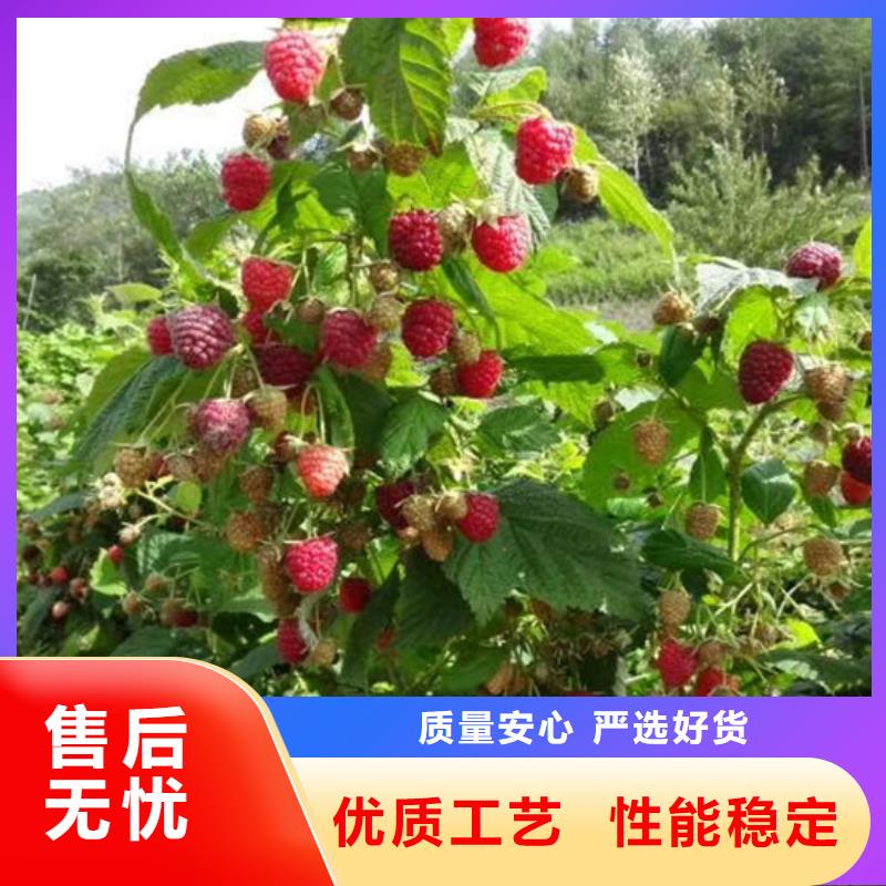 【树莓苹果苗供应商】