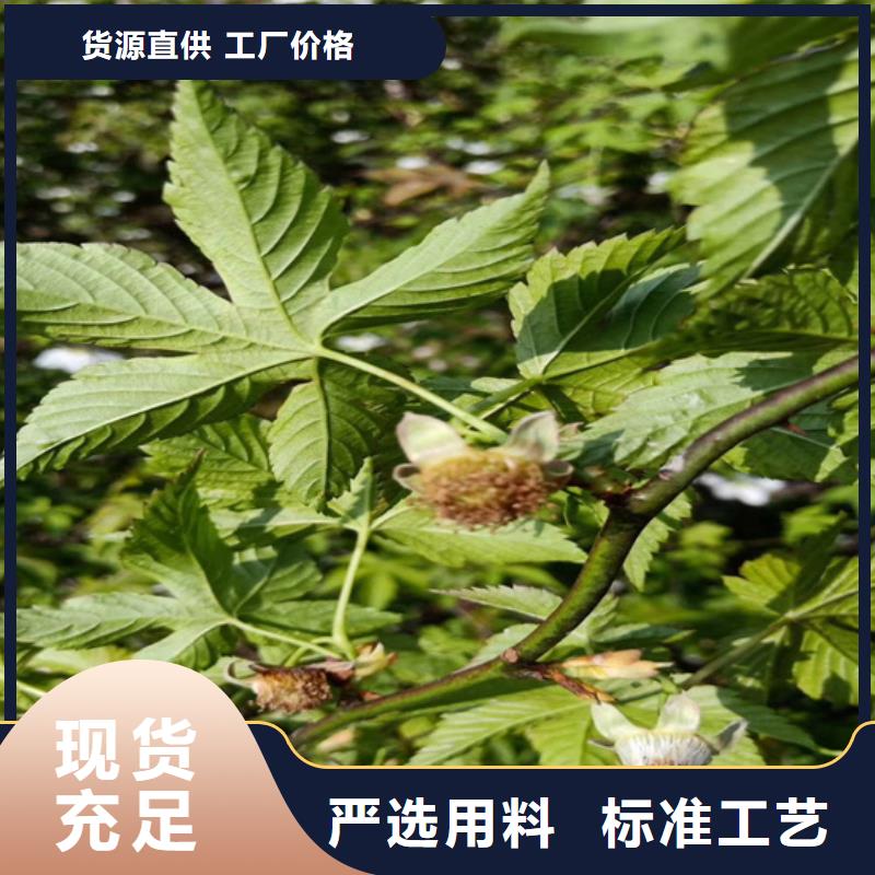 树莓无花果苗严谨工艺