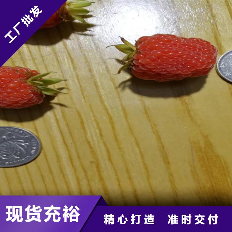 树莓,樱桃苗精心选材