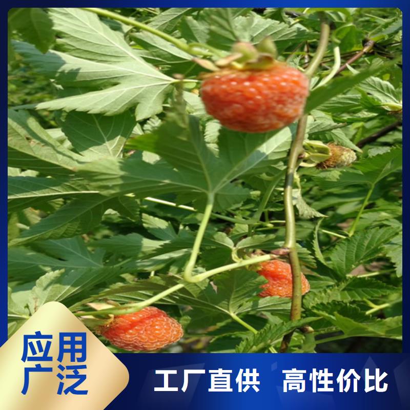树莓苹果苗品质值得信赖