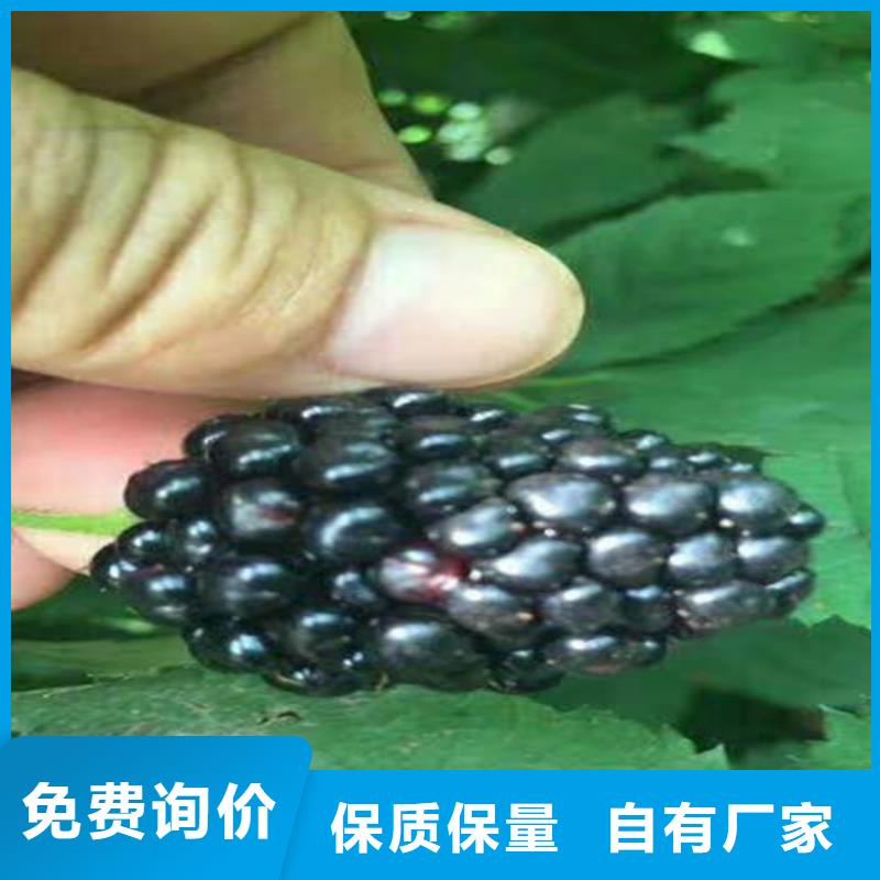 树莓板栗苗口碑好实力强