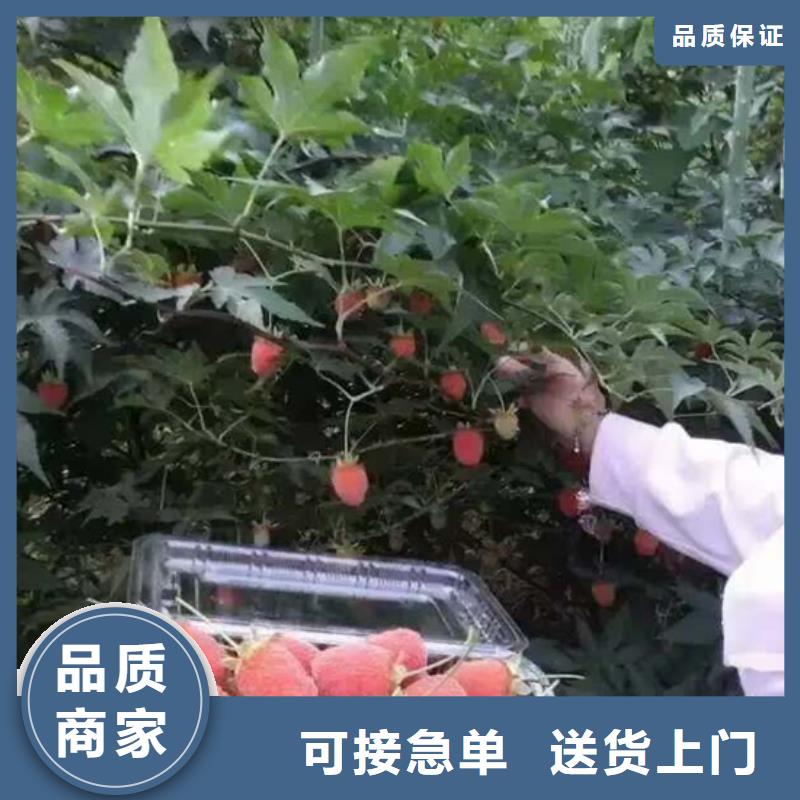 树莓板栗苗货源足质量好