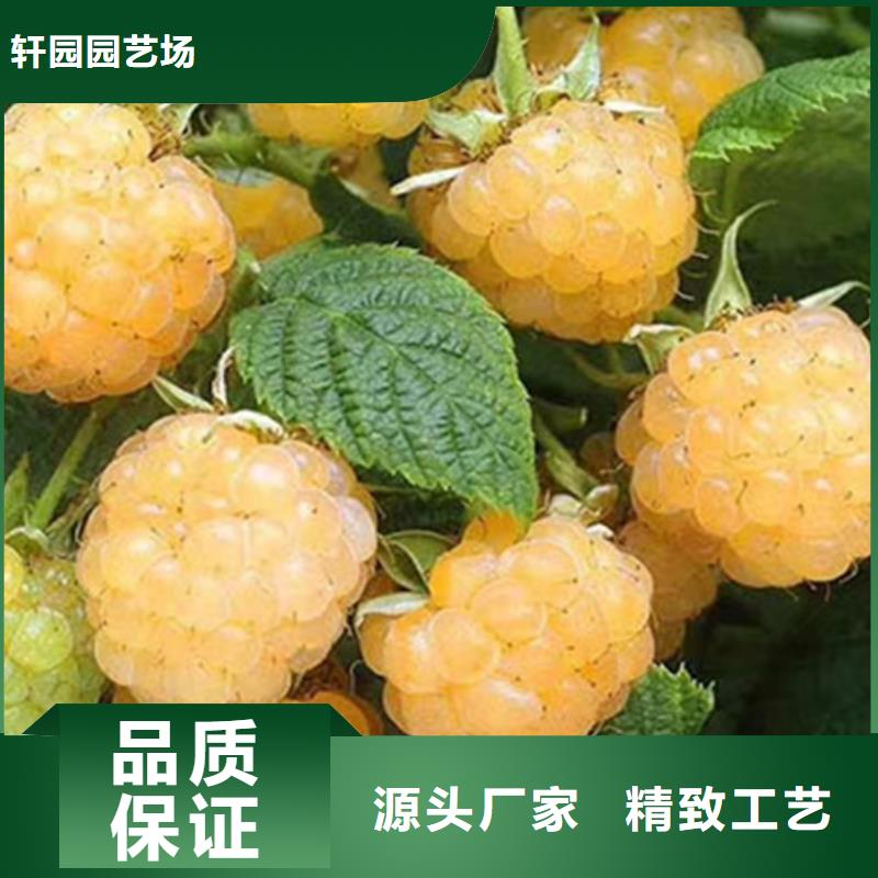 【树莓杏树苗正规厂家】