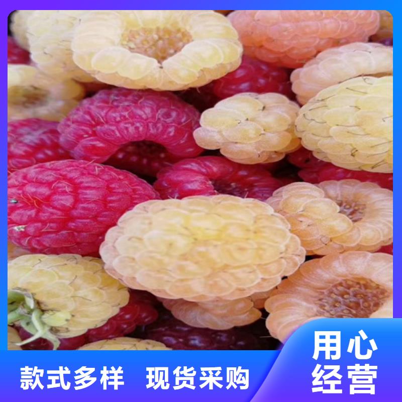 树莓【樱桃苗】按需定制真材实料