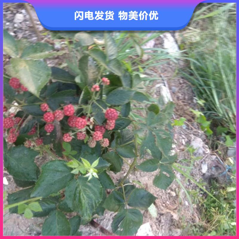 树莓石榴苗原料层层筛选
