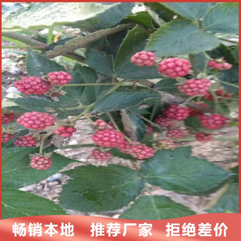 树莓桃树苗质量三包
