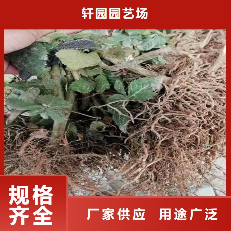 【树莓】樱桃苗货到付款