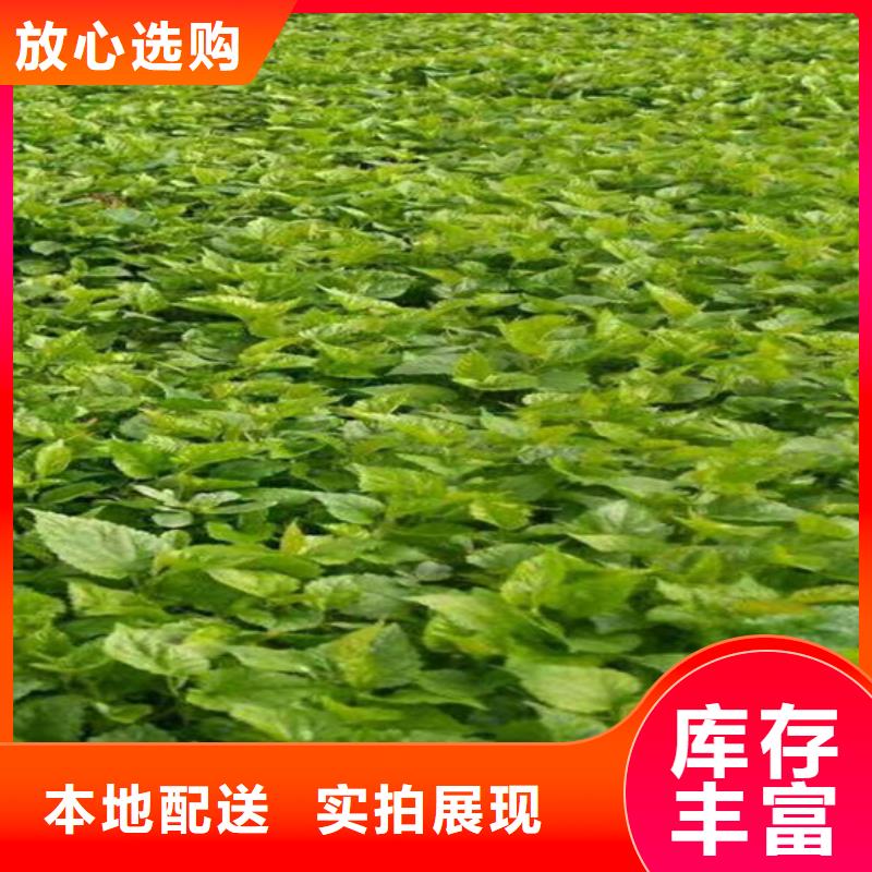 【树莓】石榴树工厂采购