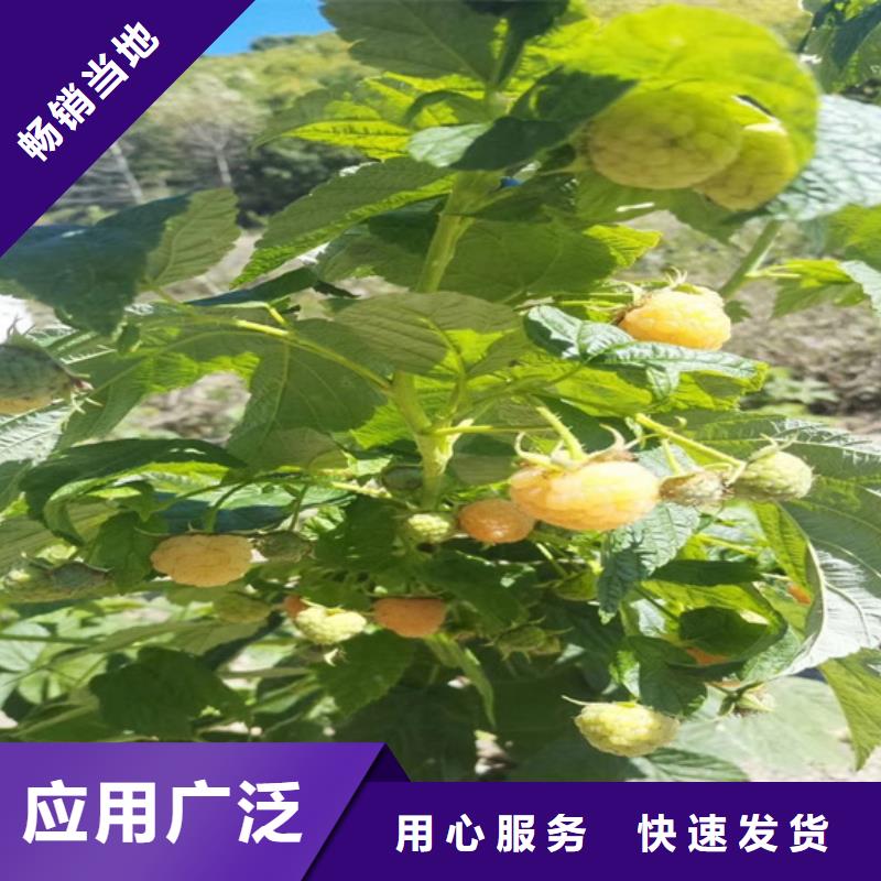 【树莓】黄瓜苗货源足质量好