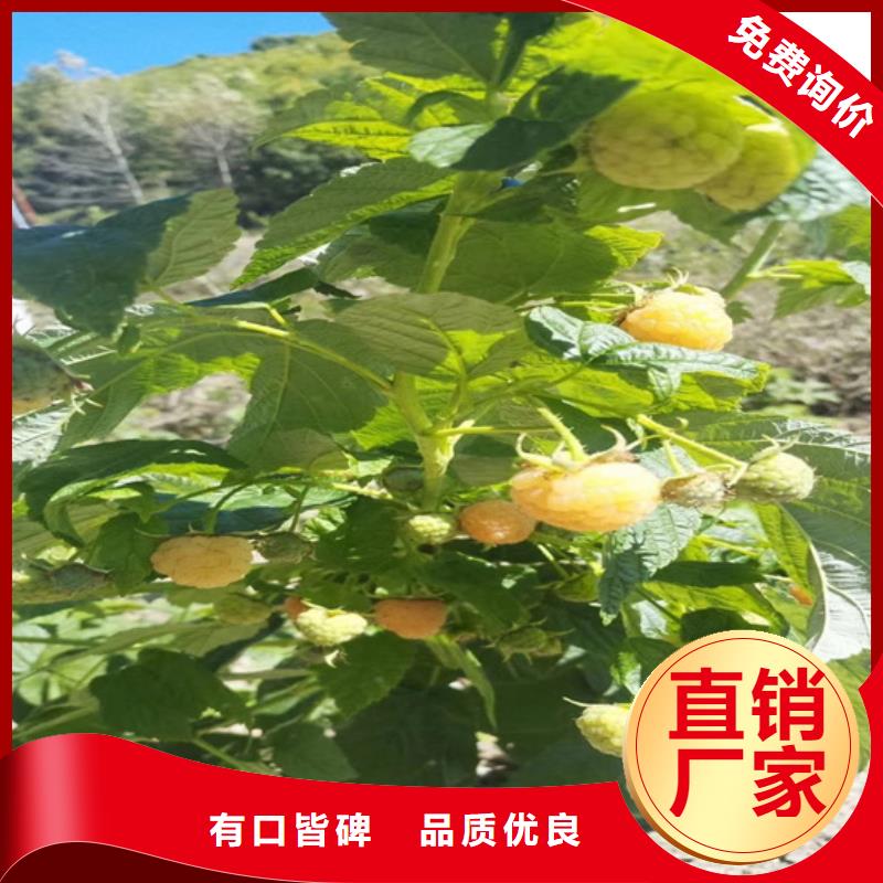 树莓板栗苗口碑好实力强