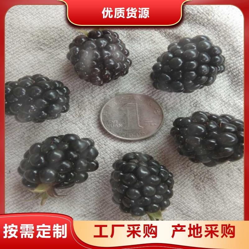 树莓板栗苗口碑好实力强