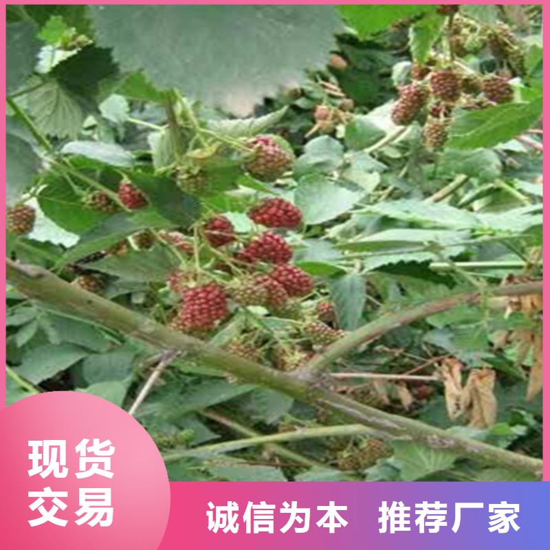 树莓苹果苗品质值得信赖