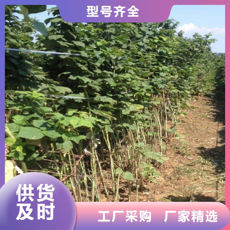 树莓苹果苗品质值得信赖