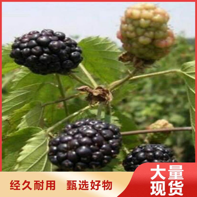树莓,樱桃苗精心选材