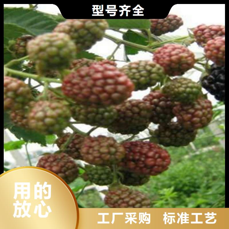 树莓板栗苗口碑好实力强