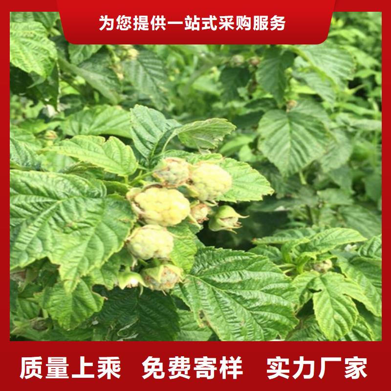 【树莓】樱桃苗货到付款