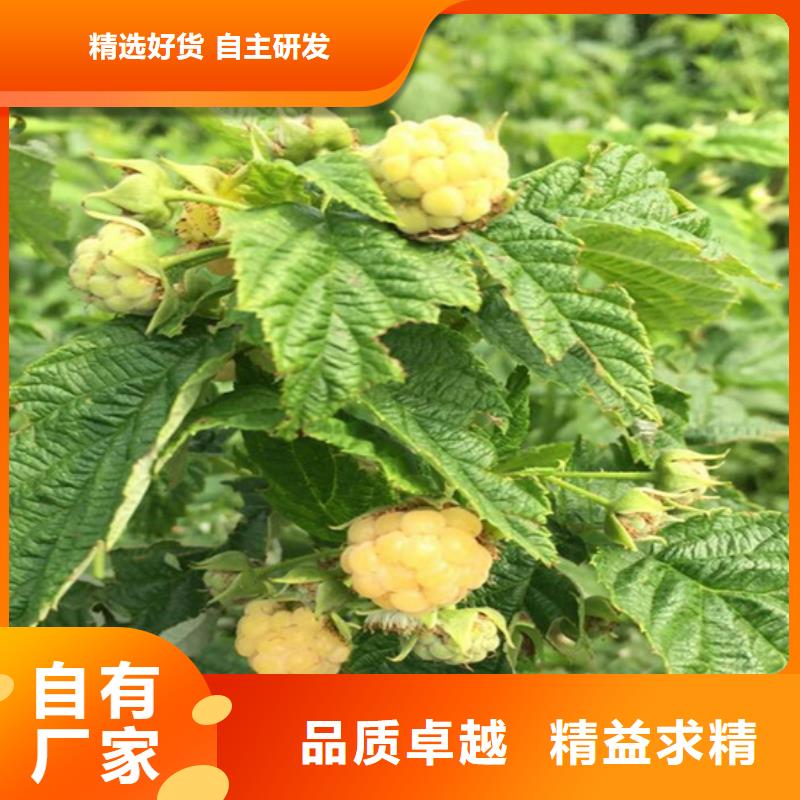 树莓西瓜番石榴苗实体诚信经营