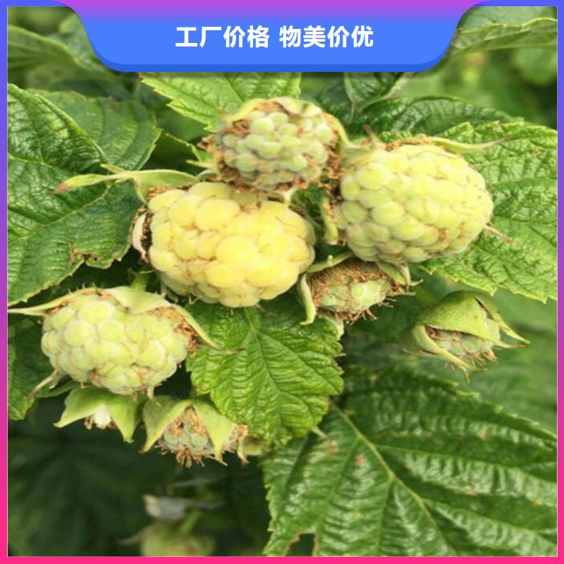 树莓樱桃苗常年供应