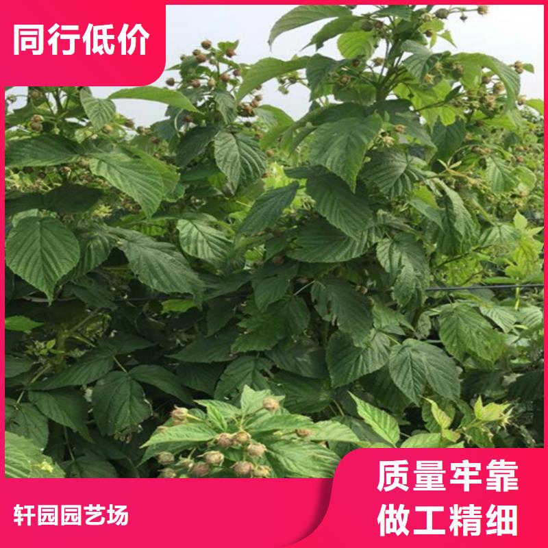 【树莓桃树苗厂家直销省心省钱】
