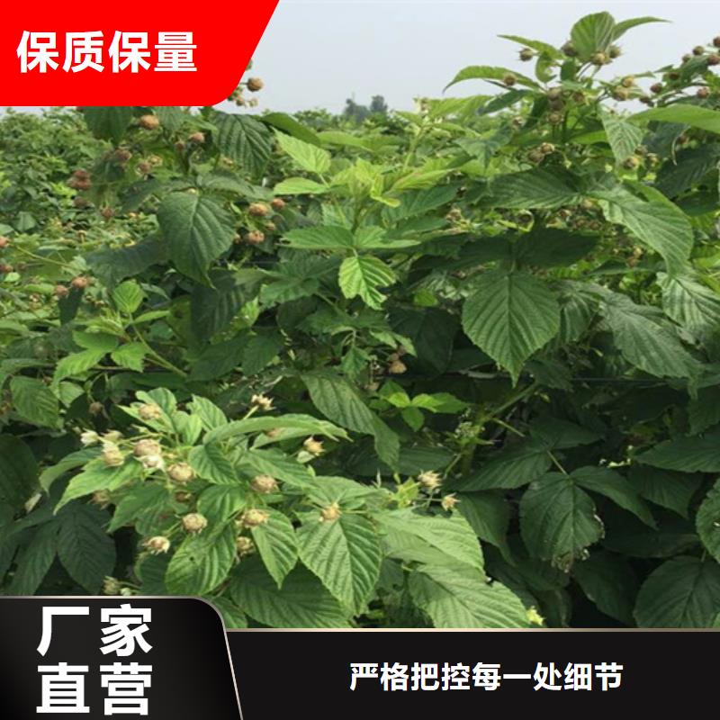 【树莓杏树苗正规厂家】