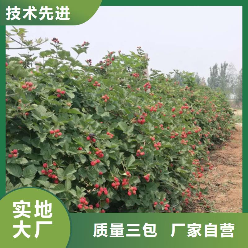 树莓,樱桃苗精心选材