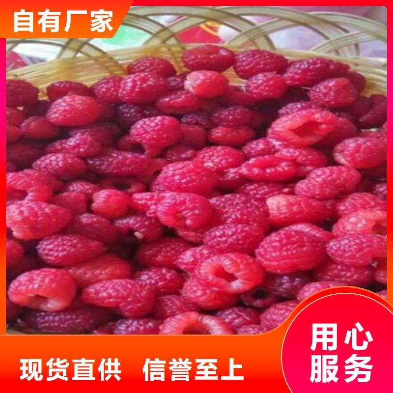 树莓石榴苗原料层层筛选