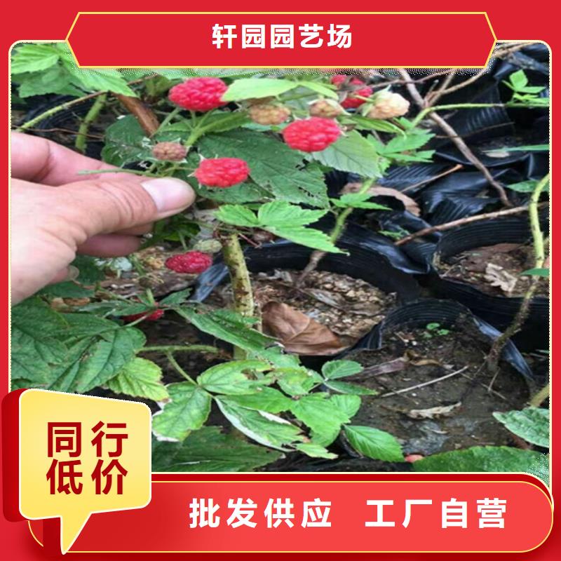 树莓-玛瑙红石榴苗品质优良