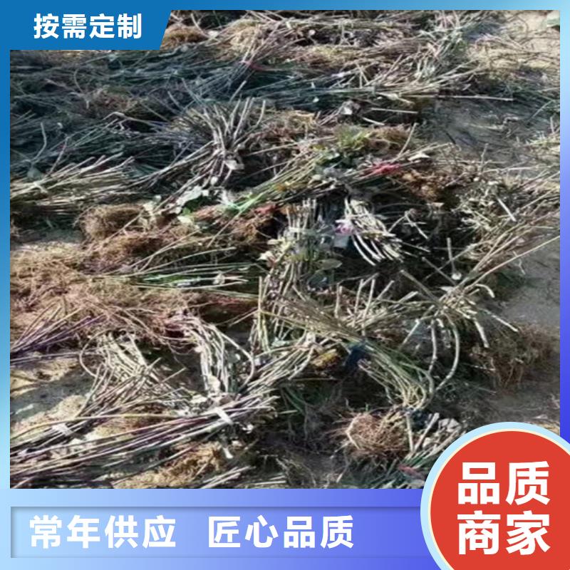 树莓板栗苗口碑好实力强