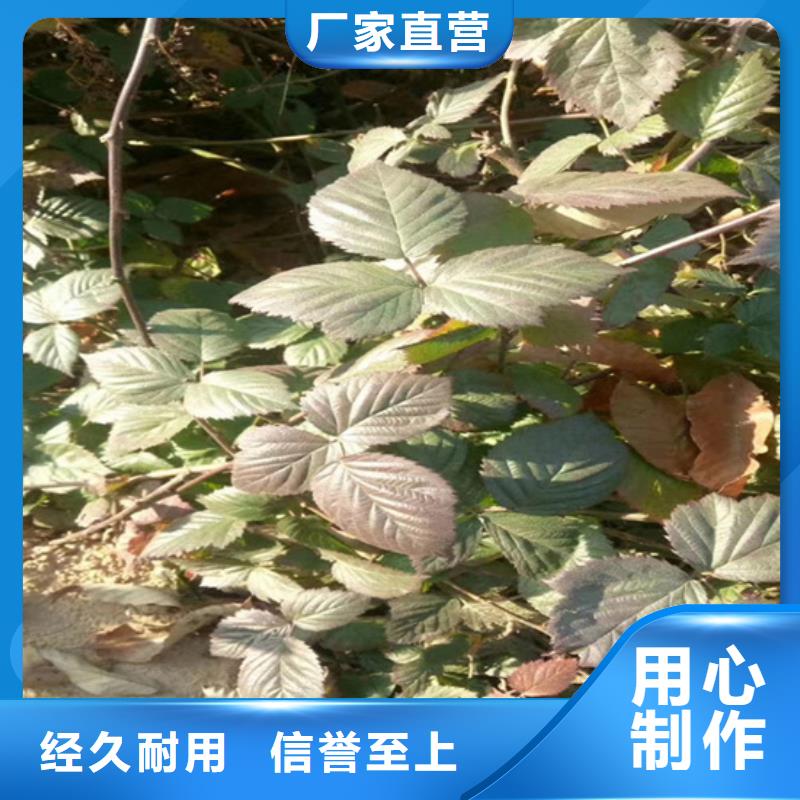 树莓【樱桃苗】按需定制真材实料