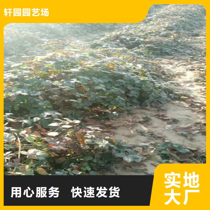 【树莓】樱桃苗货源报价