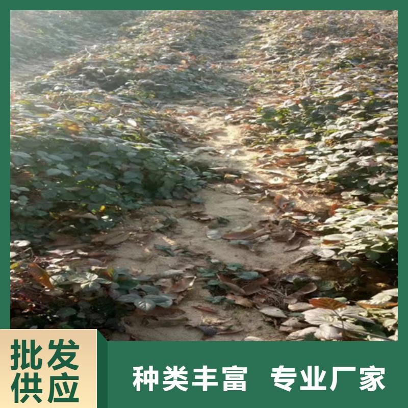树莓桃树苗质量三包