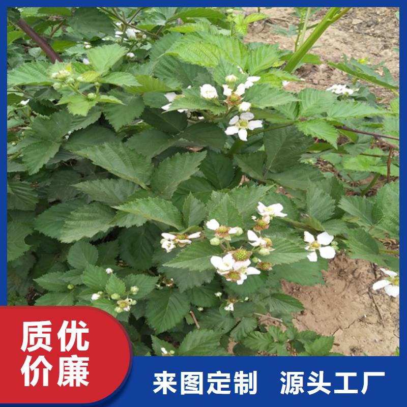 树莓桃树苗专业生产制造厂