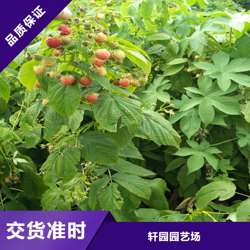 树莓板栗苗实力工厂