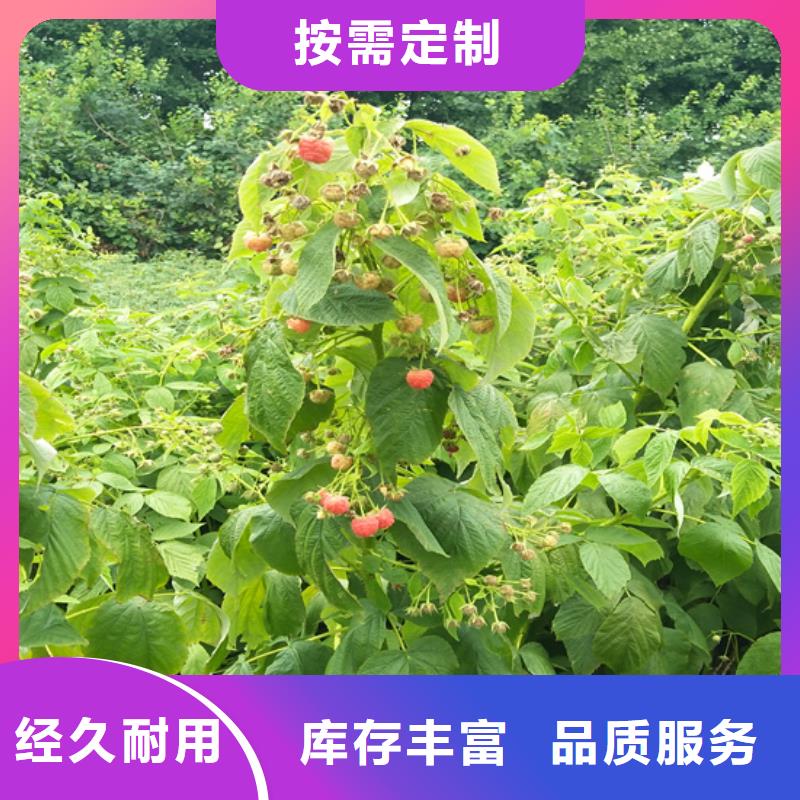 树莓板栗苗实力工厂