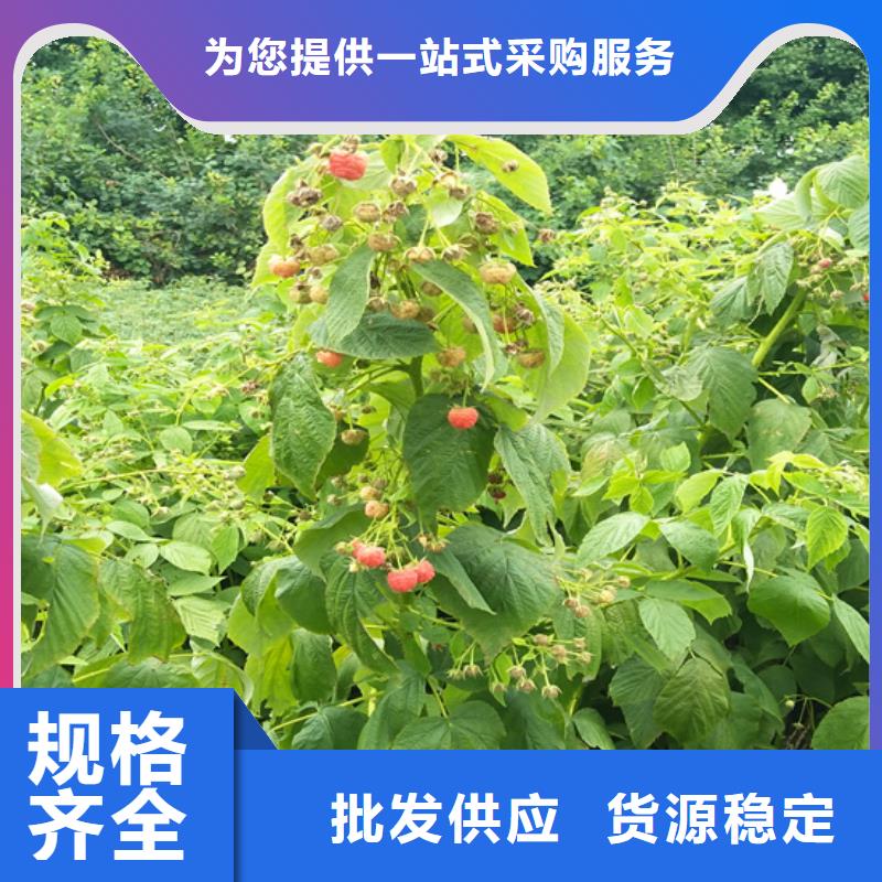 树莓苹果苗保质保量