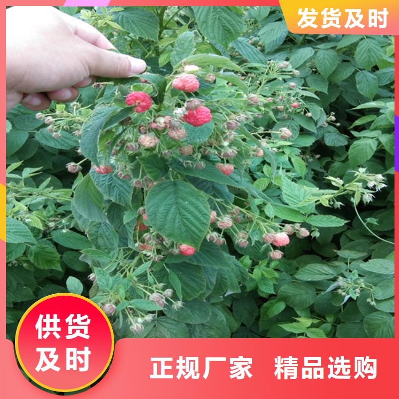 树莓,西瓜番石榴苗好品质选我们