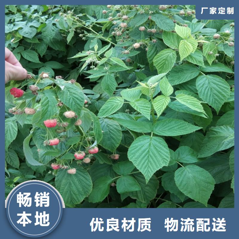 树莓桃树苗质量三包
