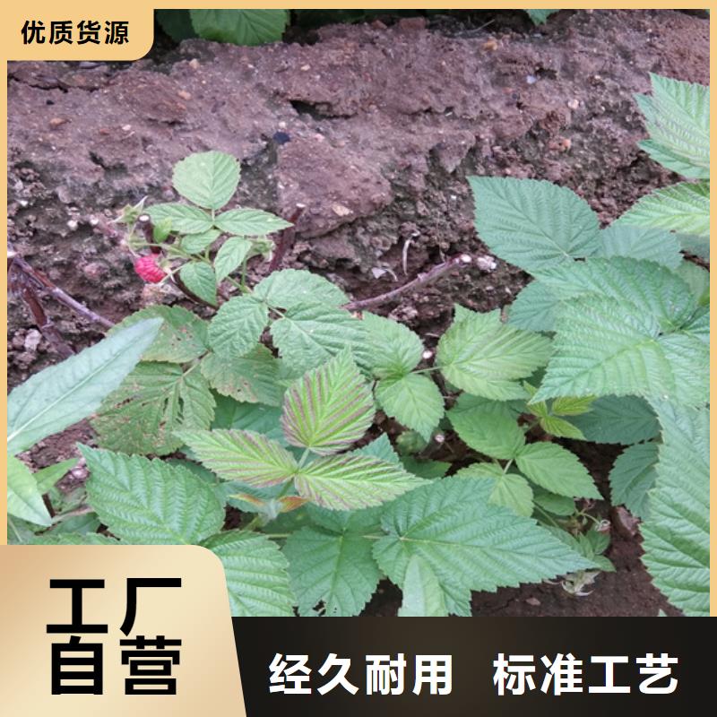 【树莓】梨树苗好货有保障
