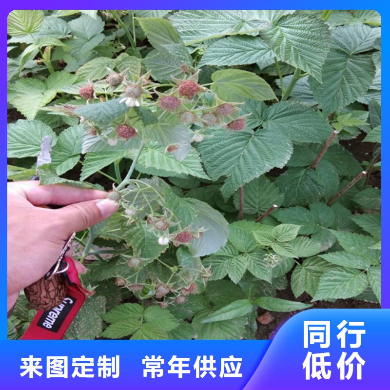 树莓,樱桃苗精心选材